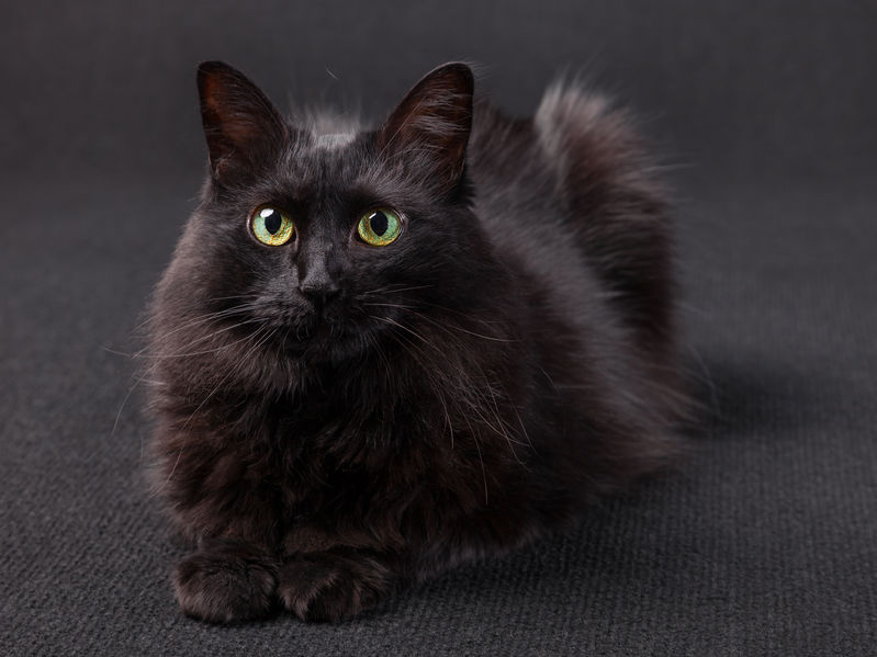 Black Cats Can Be Scary – but only if you have allergies!